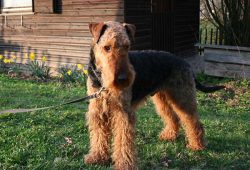 race airedale-terrier